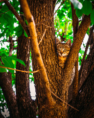 Pequeño gatito atigrado sobre árbol. Gato indefenso.