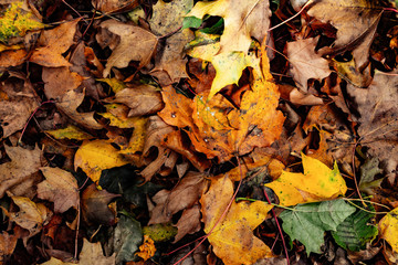 fallen autumn leaves