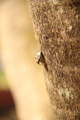 Beetle and eggs in tree trunk, Sao Paulo, Brazil