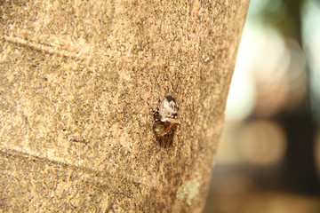 Beetle and eggs in tree trunk, Sao Paulo, Brazil