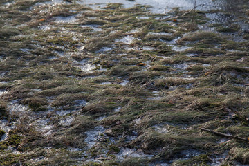 Texture of old yellow last year grass under snow