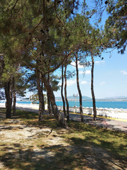 trees on the beach