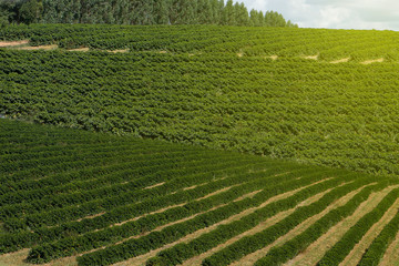 Farm coffee plantation in Brazil