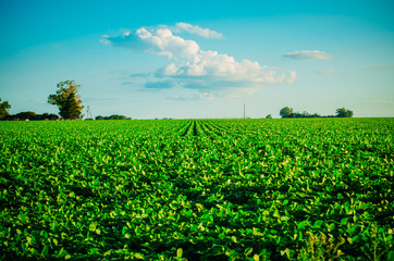 Campo de soja. Cosecha. Cultivo de soja. Paisaje de campo con nubes. Cielo azul.