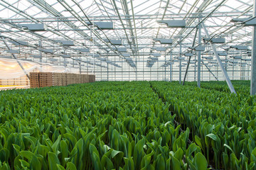Huge glass industrial greenhouse full of tulip sprouts