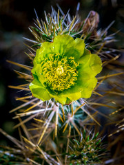 green cactus flower