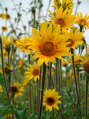 campo de girasoles y flores amarillas con una mano agarrandolas en México