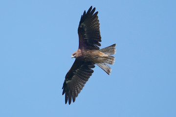 black kite in flight