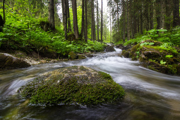 Naklejka na ściany i meble The brook in the Small Meadow Valley - Tatry - Zakopane