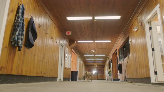 Two rural farm dogs make their rounds through horse stable barn