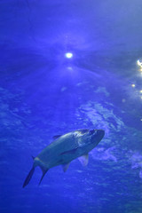 Fototapeta premium Desde lo profundo