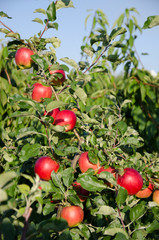 Apple tree with red apples on a sky background