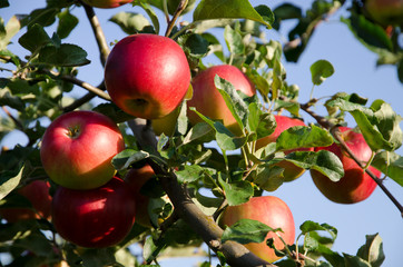 Obraz premium Apple branch with red apples on a sky background