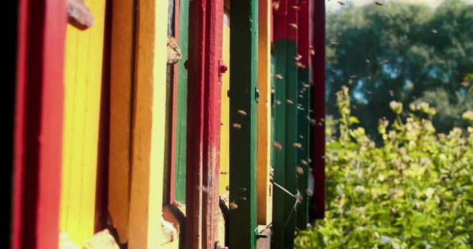 Colorful houses for domestic bees. A large number of bees fly to their uuli carrying honey. Slow motion