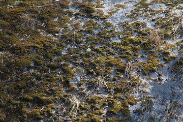 Green moss texture on concrete under snow