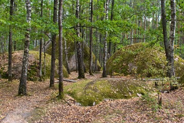 Fototapeta premium stones covered with moss in green forest