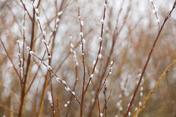 Opening pussy willow buds texture background