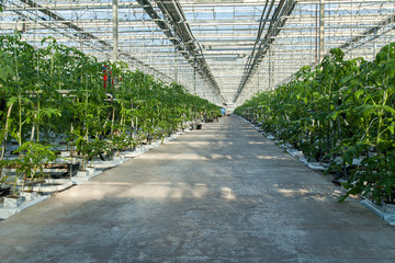 large glass industrial greenhouse for growing tomatoes