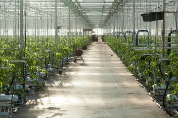 large glass industrial greenhouse for growing tomatoes