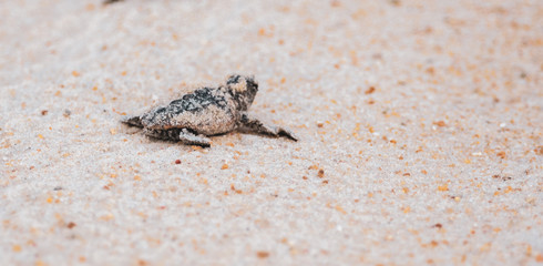 Sea Turtle Hatchling