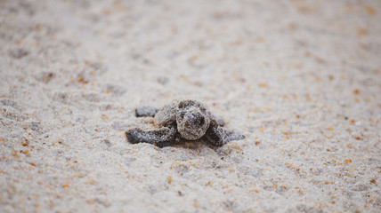 Sea Turtle Hatchling