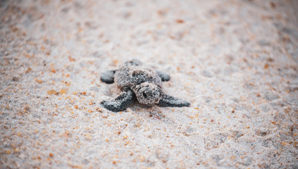 Sea Turtle Hatchling