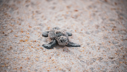 Sea Turtle Hatchling