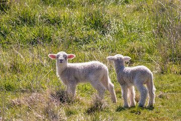two newborn lambs standing on grassy pasture with copy space above