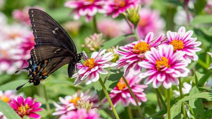 Fototapeta na wymiar Butterflies on flowers