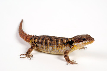  Tropical Girdled Lizard / Tropischer Zwerggürtelschweif (Cordylus tropidosternum)