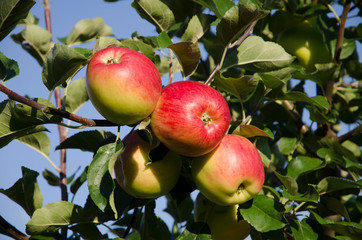 Appletree with red apples on a sky background