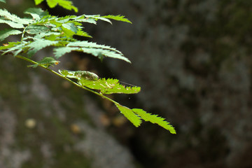 green leaves of bush on blurred background of stones
