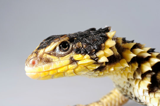 Giant girdled lizard / Riesen-G&uuml;rtelschweif (Smaug giganteus) / (Cordylus giganteus)