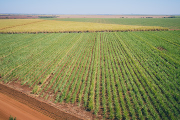 Bird's-eye view of a sugarcane field with planting lines and a dirt road cutting through the farm, under a sunny sky in the rural area of Barretos/SP