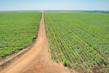 Fototapeta na wymiar aerial view of sugarcane cultivation area - Sao Paulo - Brazil