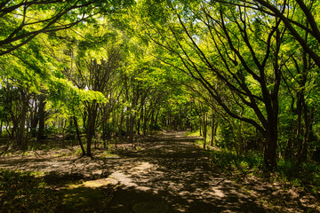 森のトンネル　千葉県立 北総花の丘公園　千葉ニュータウン