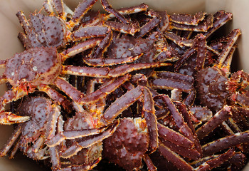 Red king giant crabs just from water uploaded in container, seafood background