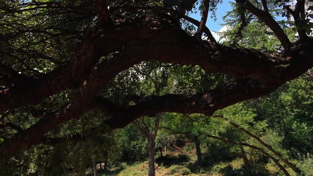 
flying through the trunk of a cork tree