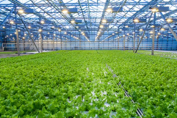 Huge glass industrial greenhouse full of fresh green salad