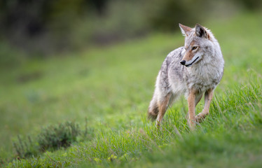 Coyote in the wild - 374017025