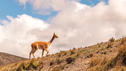 Vicuña en el Volcán Chimborazo