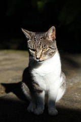 Gato