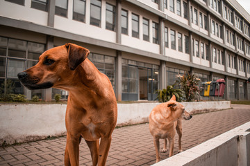 Cães/Dogs