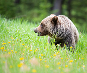 Grizzly bear in the wild