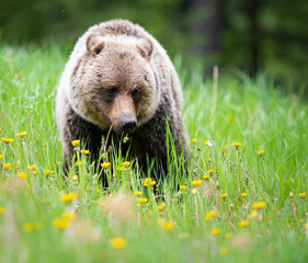 Fototapeta premium Grizzly bear in the wild