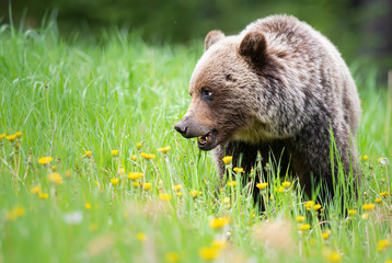 Grizzly bear in the wild