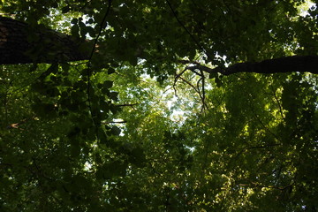 Fototapeta premium sun through the trees