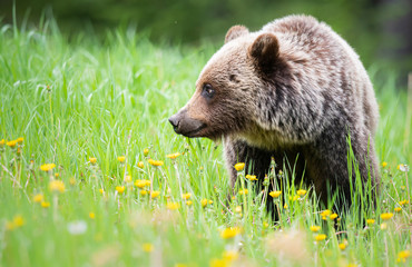 Fototapeta premium Grizzly bear in the wild