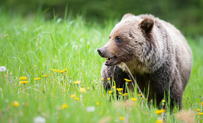Grizzly bear in the wild