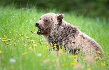 Fototapeta premium Grizzly bear in the wild